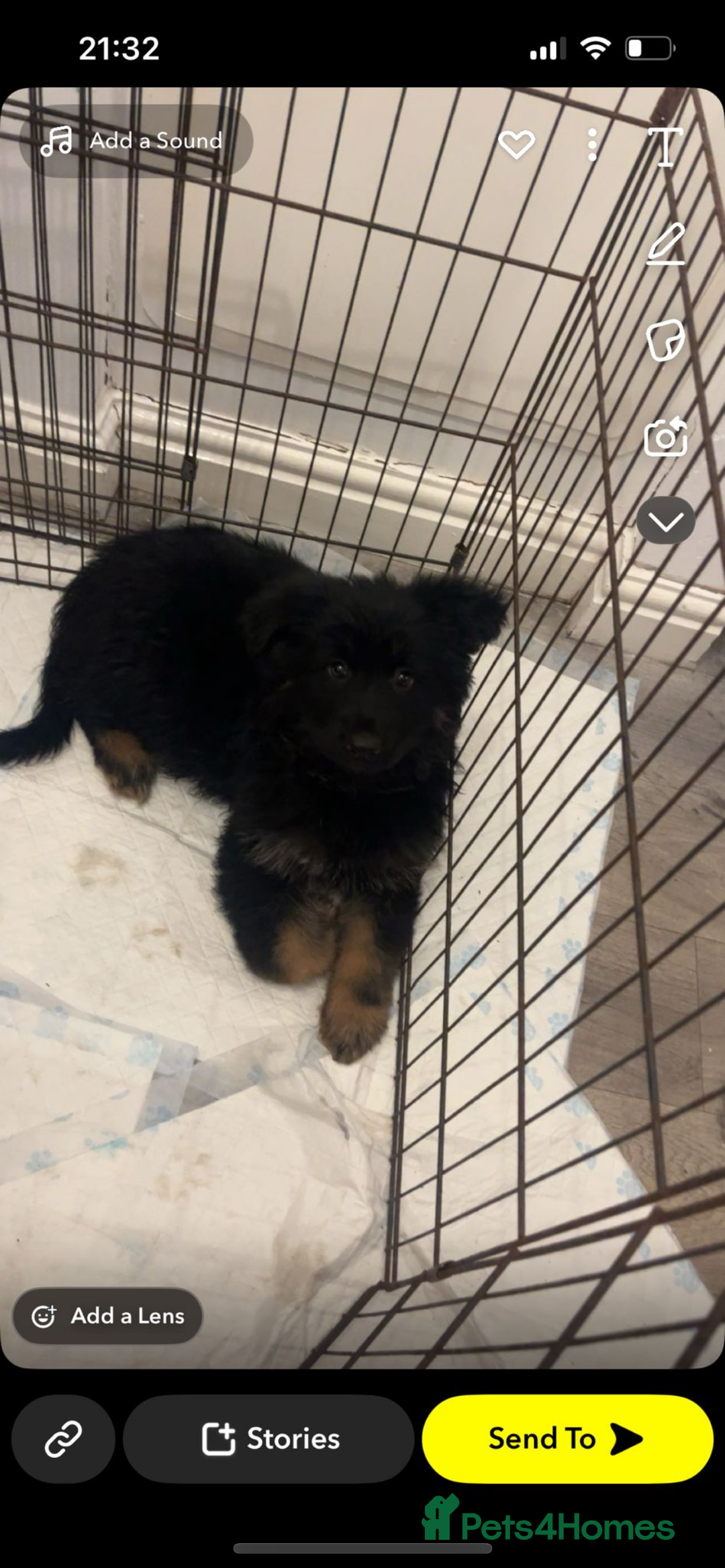 German Shepherd dogs for sale: German Shepherd puppy - Advert 1