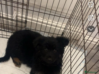 German Shepherd dogs German Shepherd puppy - Advert 1