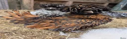 Chickens poultry for sale: Purebred Polish & USA Silkie Pekins Available  - Advert 1