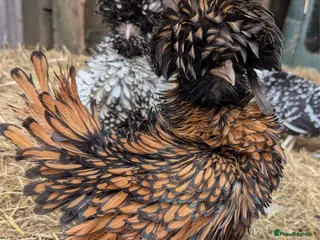 Chickens poultry Purebred Polish & USA Silkie Pekins Available - Advert 1