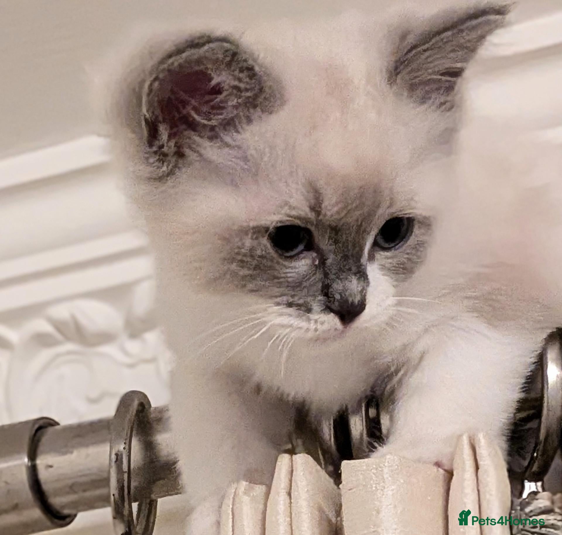 Ragdoll cats 🏆 GCCF Champion Ragdolls • Active Considered - Advert 2