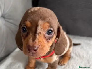 Miniature Dachshund dogs Stunning kennel club registered mini dachshunds - Advert 12