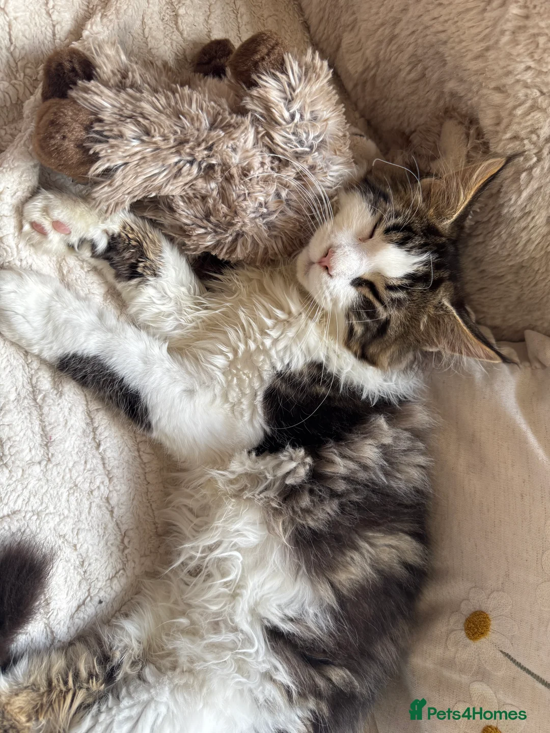 Maine Coon cats for sale: Beautiful Georgie 🩵 in Loughborough - Advert 2