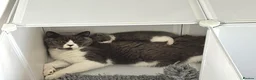 British Shorthair cats for sale: GCCF registered blue bicolour male kitten - Advert 11