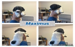 Sprollie dogs for sale: Litter of 9 sprollie pups available! in Preston - Image 20