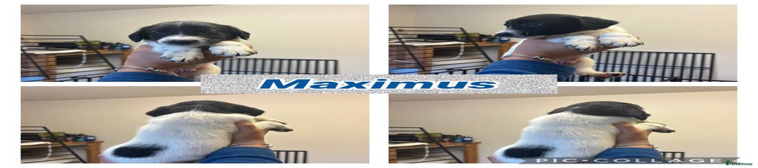 Boy 1- Maximus