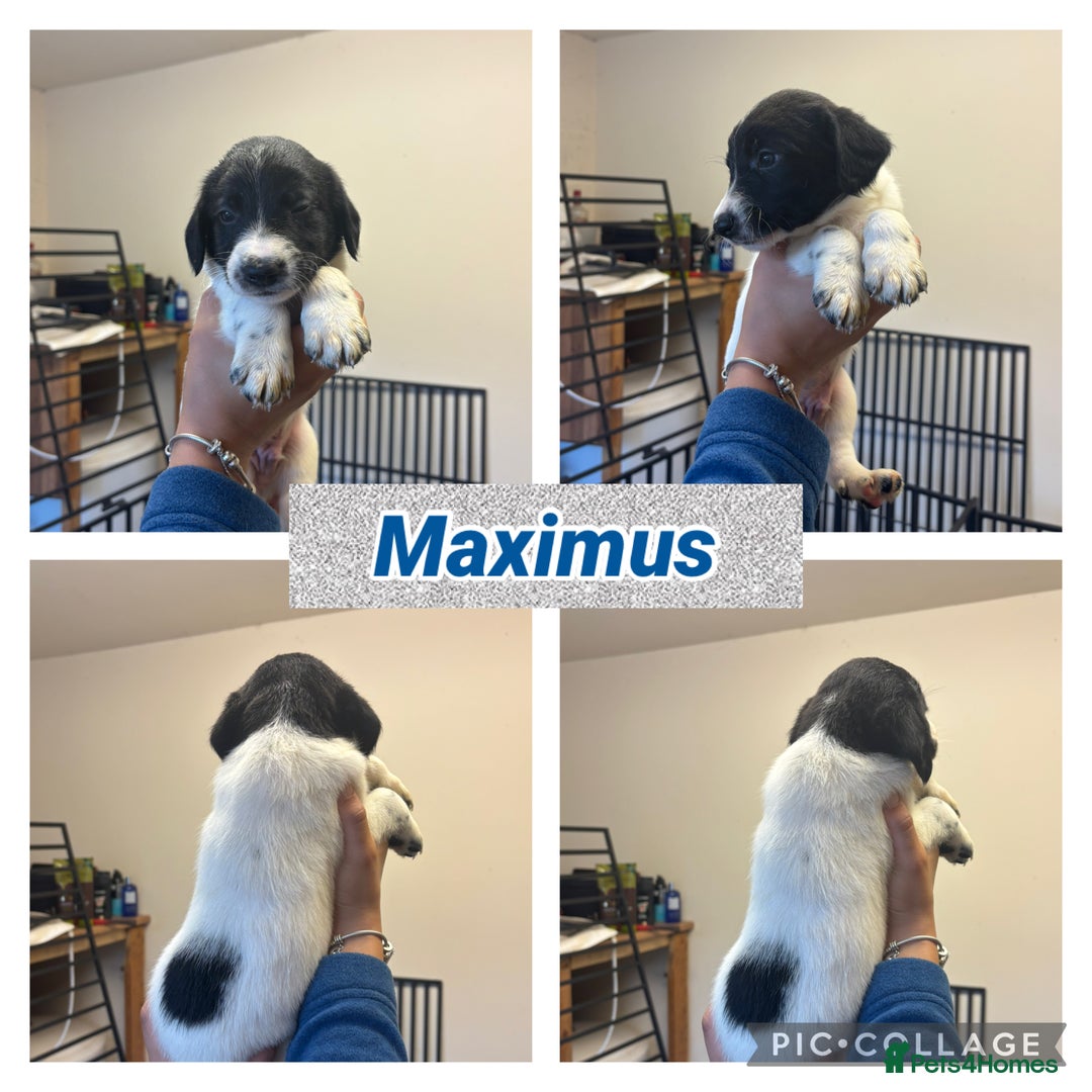 Sprollie dogs for sale: Litter of 9 sprollie pups available! in Preston - Image 20