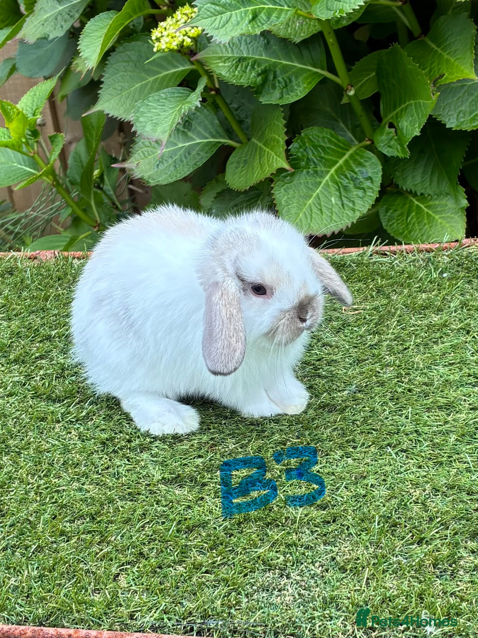Mini Lop rabbits Pure bred mini lops baby rabbits. - Advert 1