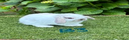 Mini Lop rabbits for sale: Pure bred mini lops baby rabbits. - Advert 11