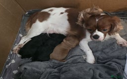 Cavalier King Charles Spaniel dogs for sale: Stunningly beautiful Cavalier King Charles Puppies - Advert 5