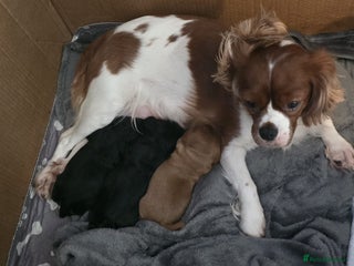 Cavalier King Charles Spaniel dogs KC registered Cavalier King Charles Puppies 💜 - Advert 2