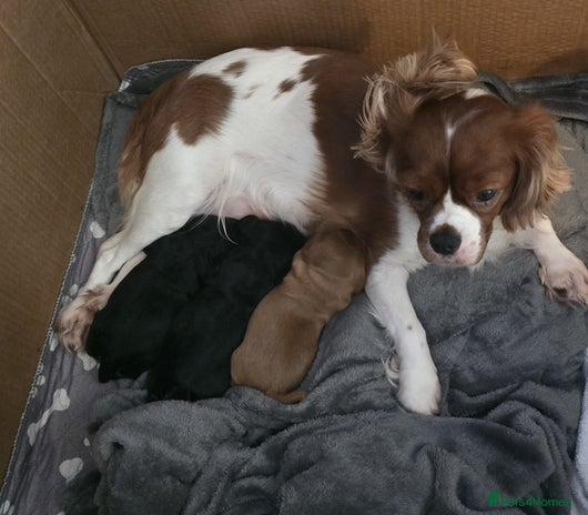 Cavalier King Charles Spaniel dogs KC registered Cavalier King Charles Puppies 💜 - Advert 12