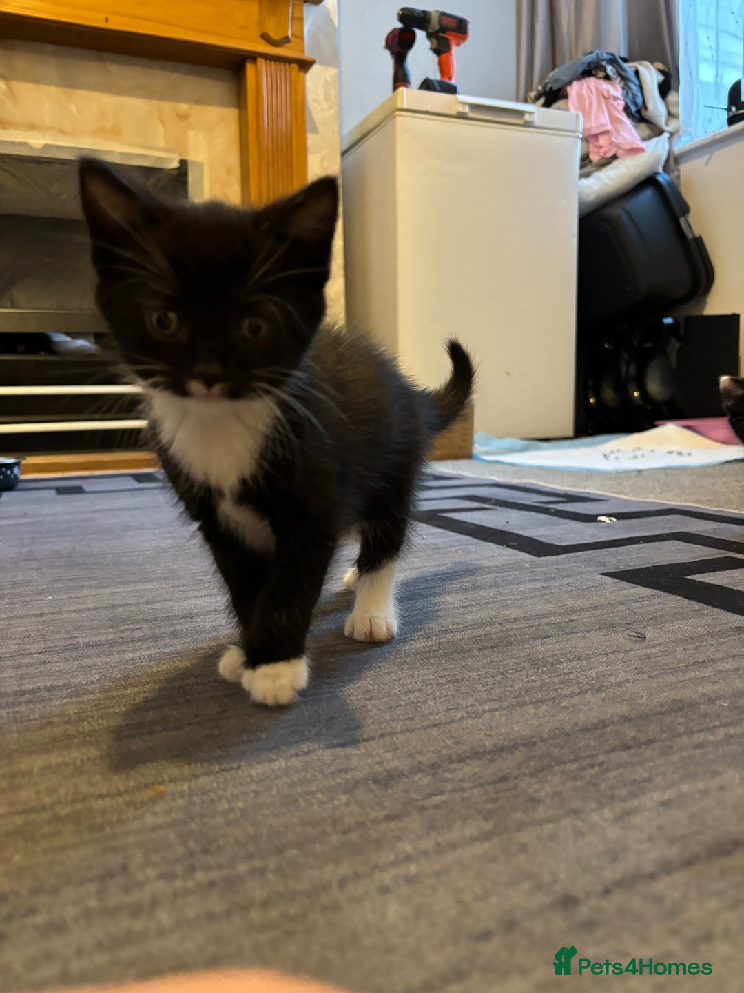 British Longhair cats for sale: Three adorable kittens  - Image 17