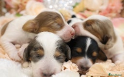 Miniature Dachshund dogs for sale: KC Longhair Miniature Dachshund Puppies - Image 8