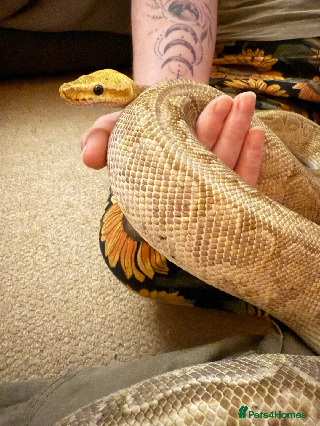 Python Snake reptiles for sale: Royal python with Viv  - Advert 6