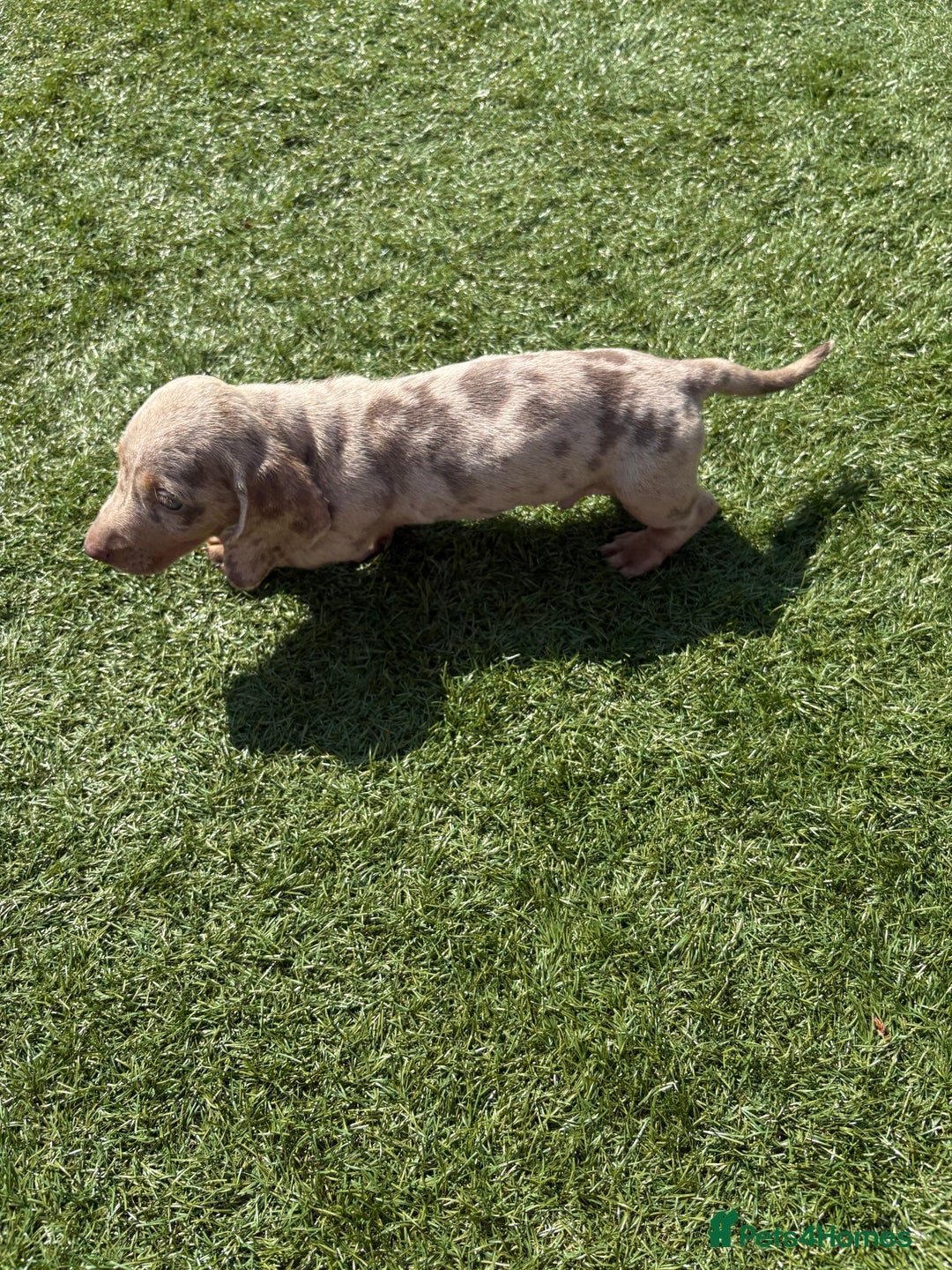 Miniature Dachshund dogs for sale: Kc miniature dachshund  ready now 🐶 in Manchester - Image 5