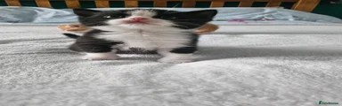 Selkirk Rex 2