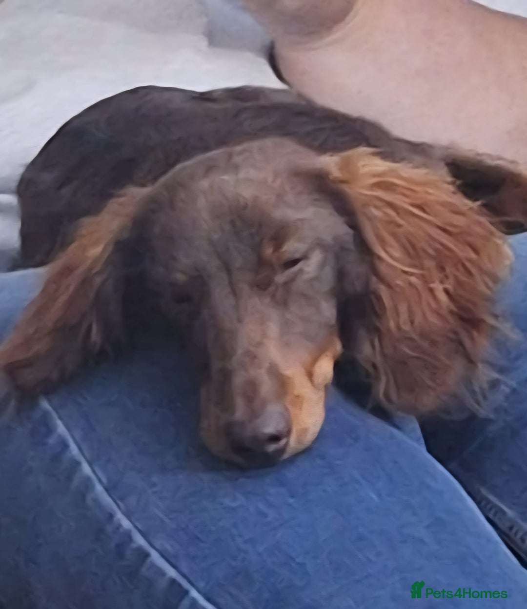 Miniature Dachshund dogs for stud: FLUFFY MINI DACHSHUND FOR STUD - Image 6