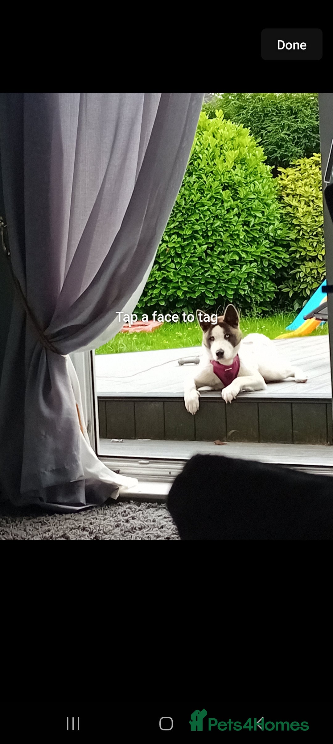 Mixed Breed dogs for sale: Huskia cross akita female   - Image 4