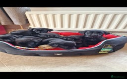 Labrador Retriever dogs for sale: KC Reg Labrador Puppies - Therapy Dog Mum - Image 9