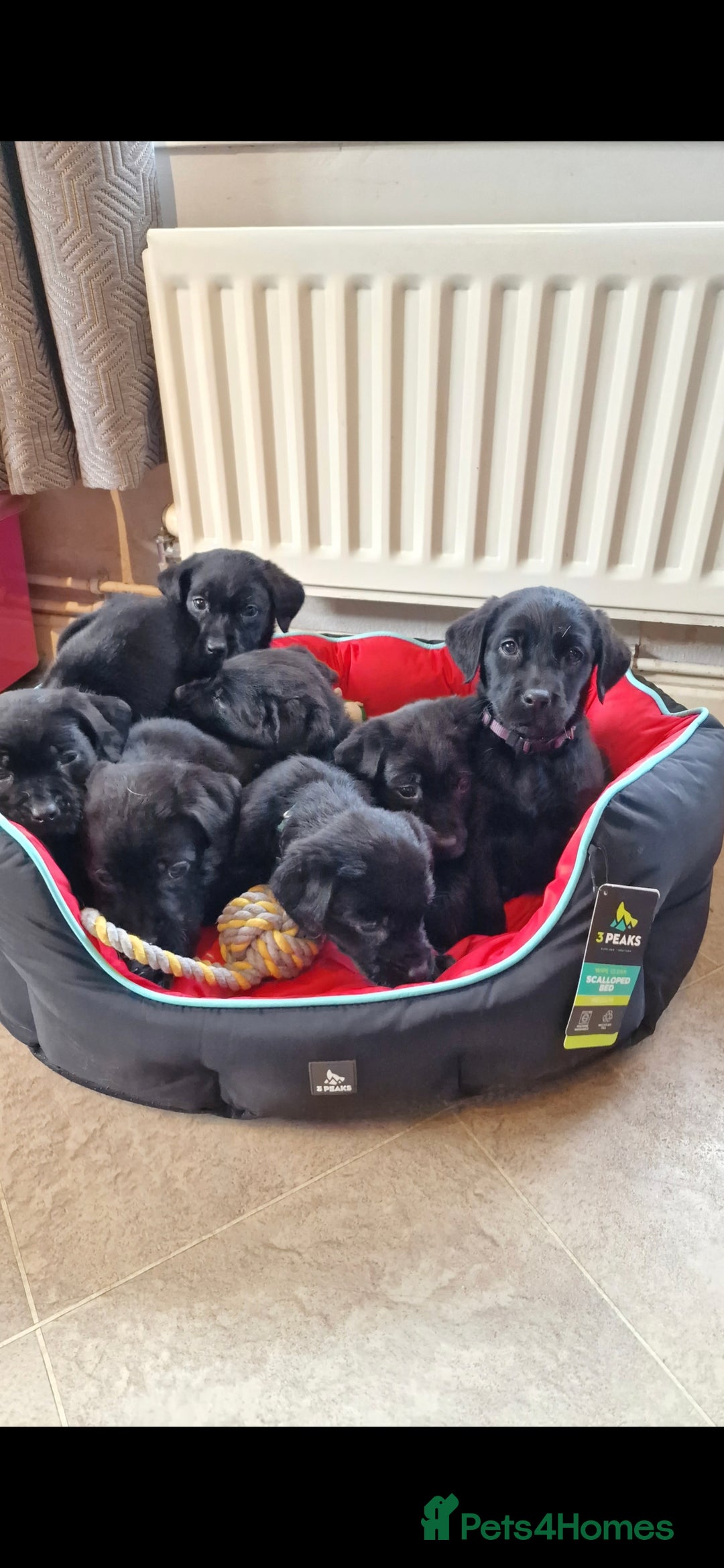 Labrador Retriever dogs for sale: KC Reg Labrador Puppies - Therapy Dog Mum - Image 9