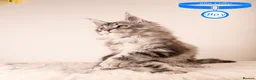 Maine Coon cats for sale: XL Stunning Maine Coon / TICA /Ready - Advert 32