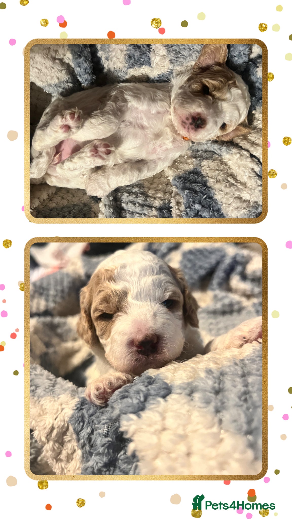 Australian Labradoodle dogs Australian labradoodle health tested ☺️ - Advert 2