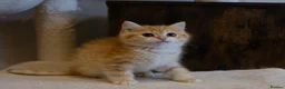 British Shorthair cats for sale: Gorgeous BSH GOLDEN BOYS TICA reg - Advert 10