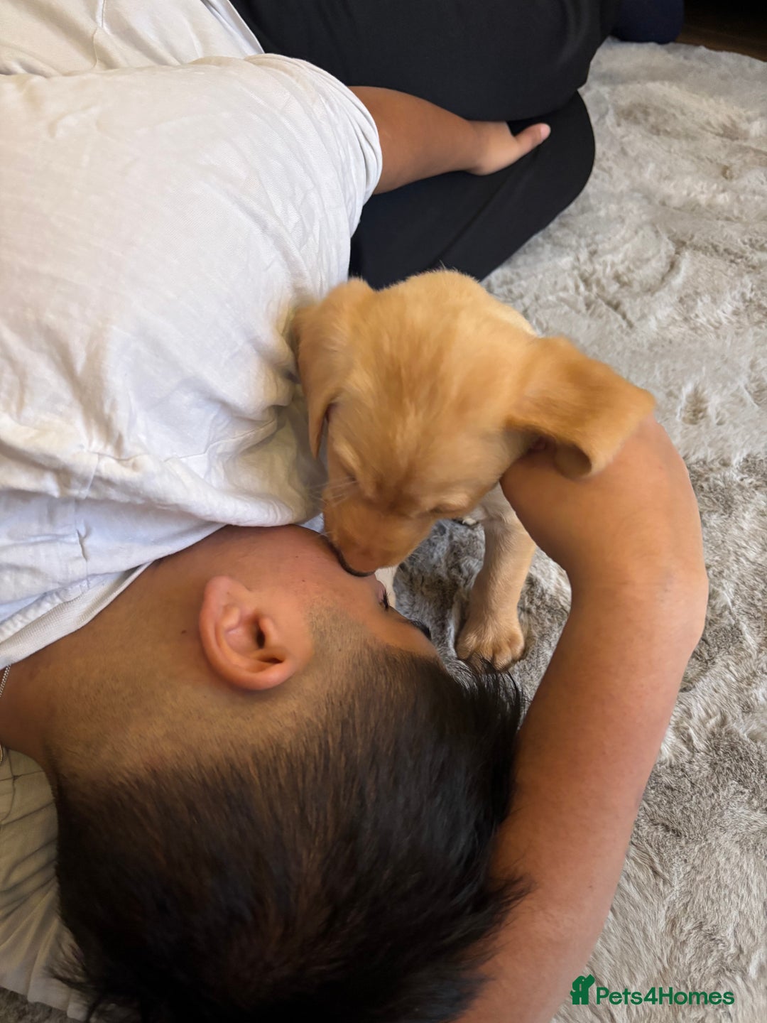 Labradoodle dogs for sale: Mr Miller Full Labradour Boy   - Advert 5