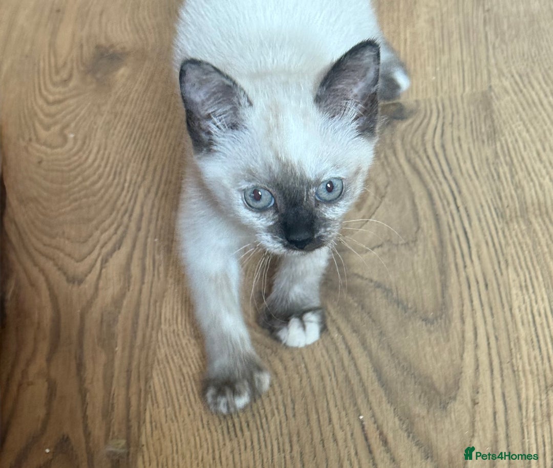 Ragdoll cats for sale: ADORABLE RAGDOLL POLYDACTYL KITTENS - READY NOW - Image 13