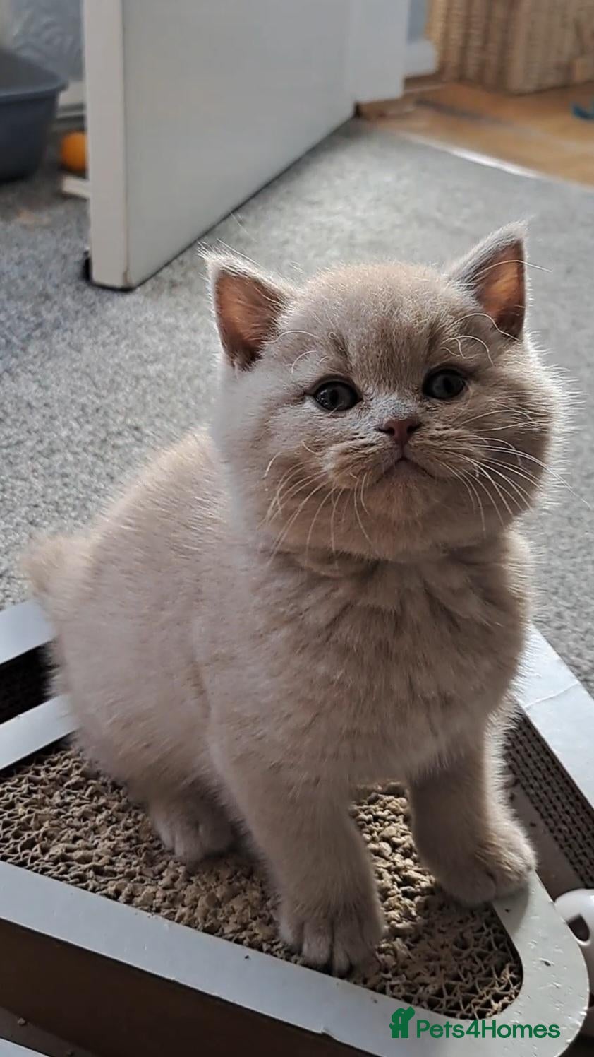 British Shorthair cats Top Quality purebreed BSH kittens - Advert 1