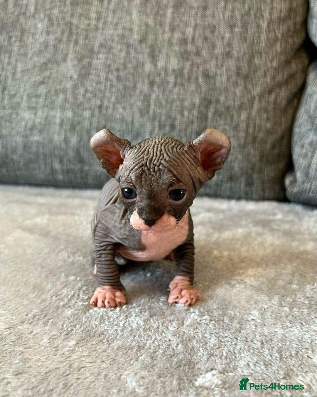 Sphynx cats for sale: Gorgeous pedigree sphynx - Image 10