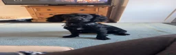 Cocker Spaniel dogs for sale: URGENT 3 YEAR OLD COCKER NEEDS GONE - Advert 3