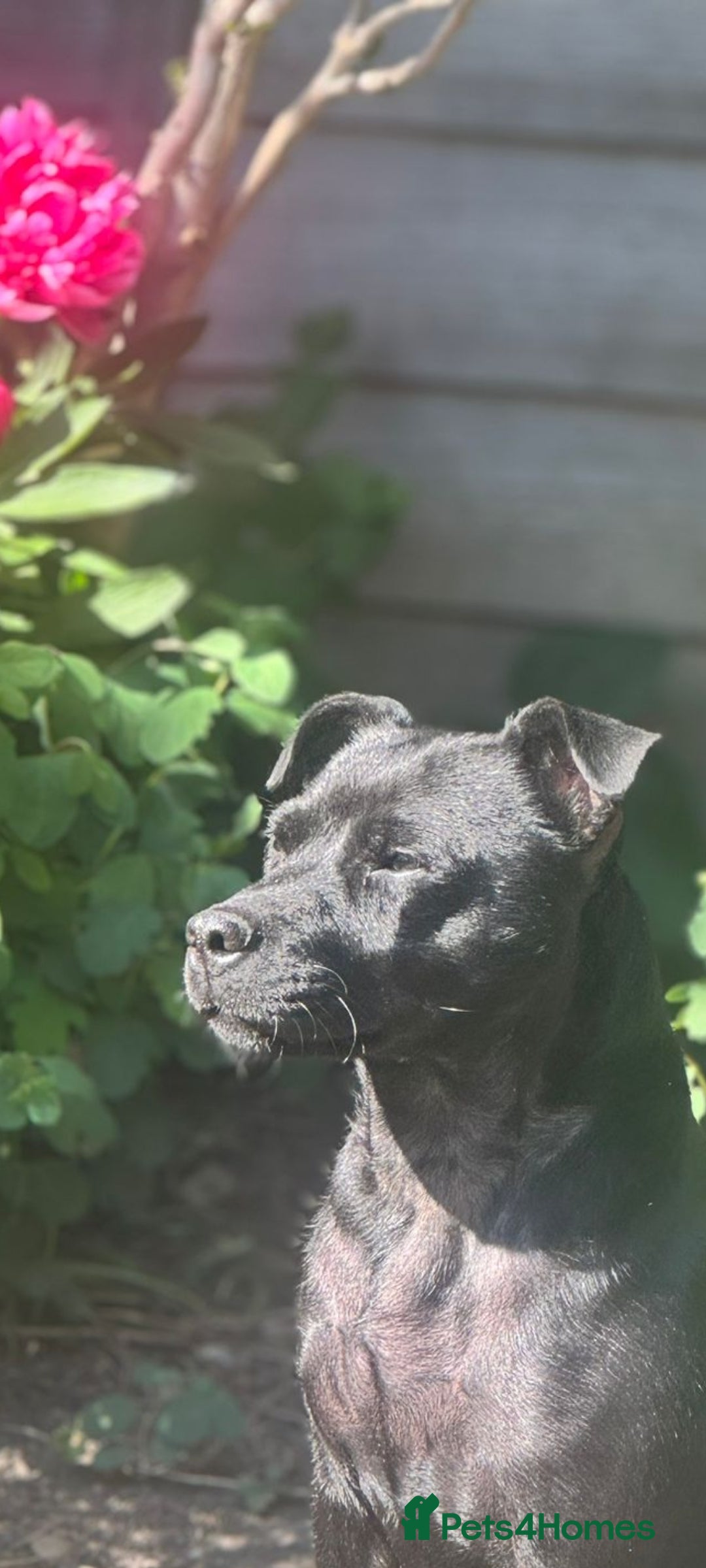 Patterdale Terrier dogs for sale: PATTERDALE PUPS FOR SALE, ready to leave in 1 week - Advert 5