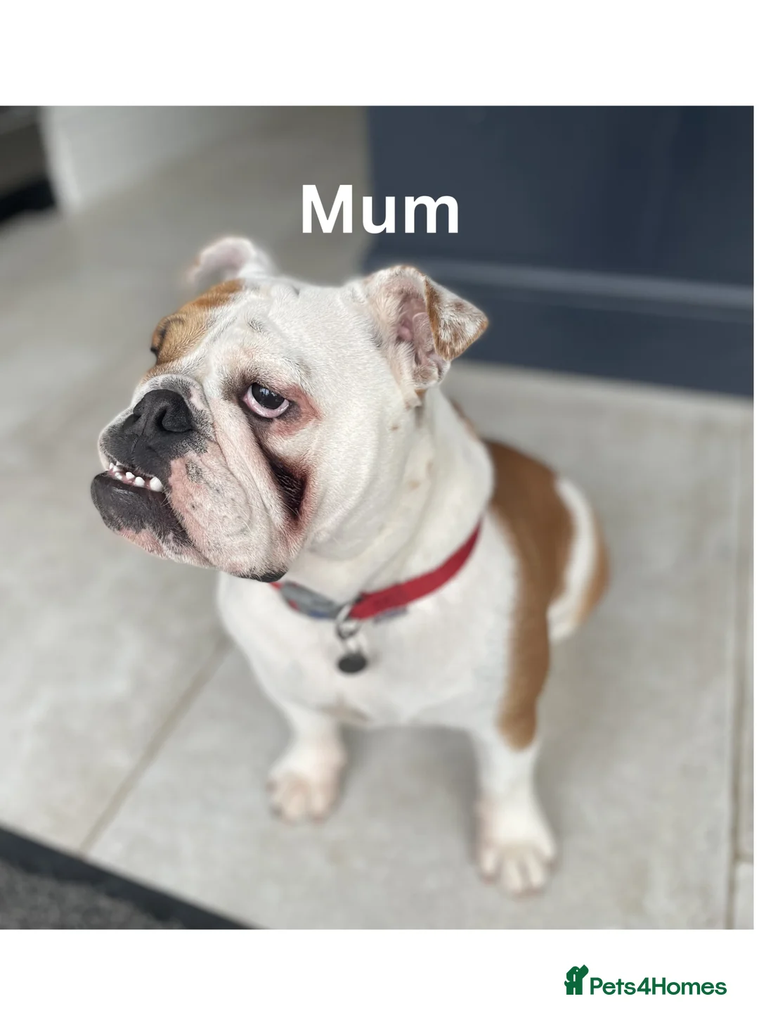 English Bulldog dogs for sale: 🐾KC reg Red & White English Bulldog 🐶 in Hook - Advert 1