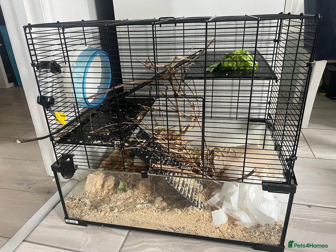 Gerbil rodents for sale: 2 Male Gerbils  - Image 2