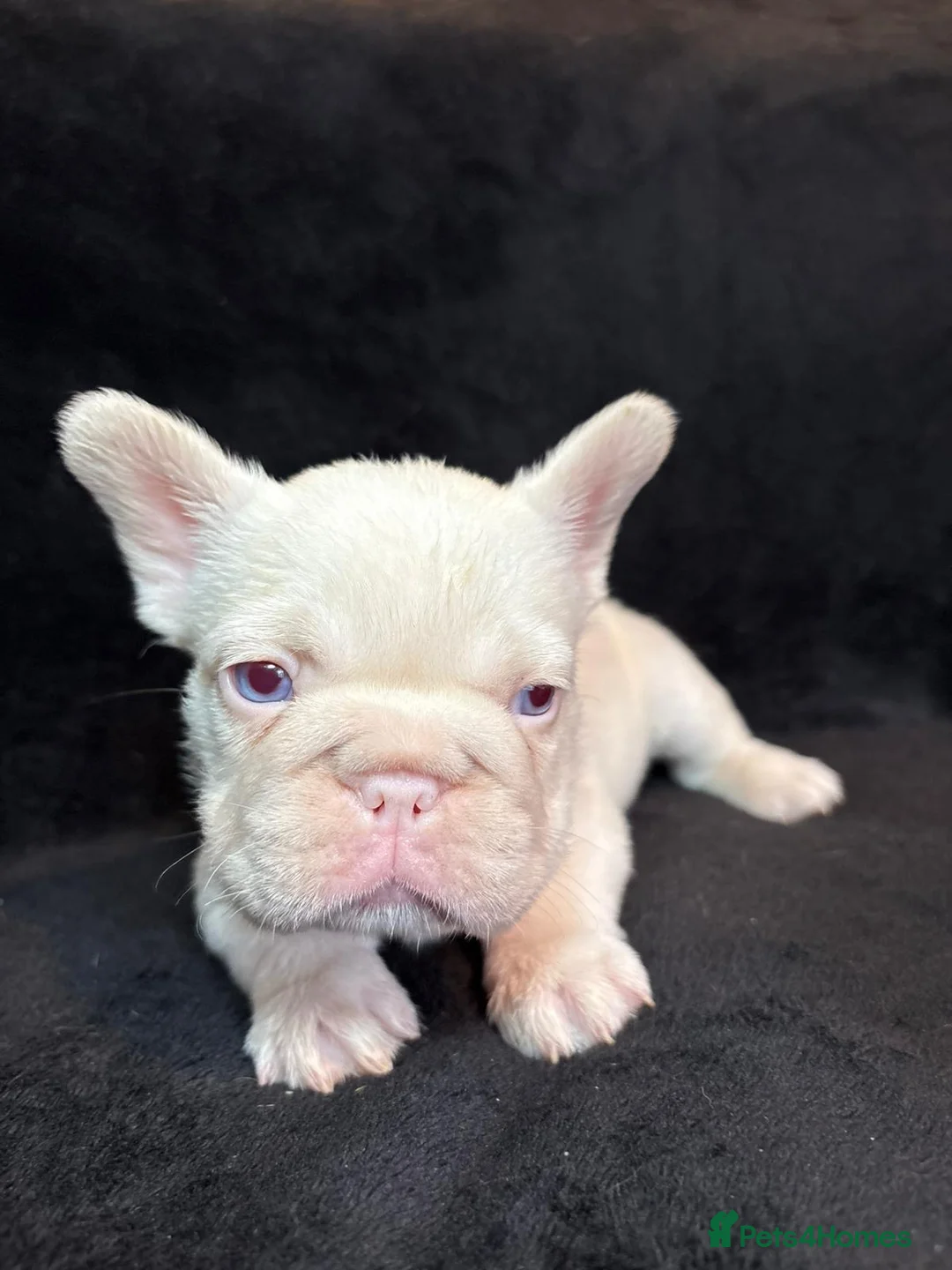 French Bulldog dogs for sale: French Bulldogs - Advert 8