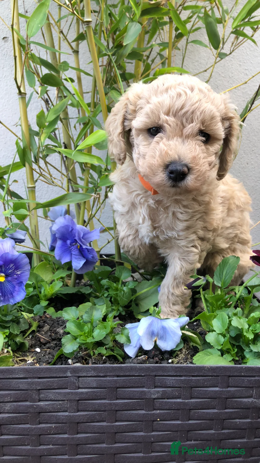 Maltipoo dogs for sale: MaltiPoo - Advert 1