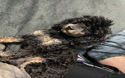 Toy Poodle dogs for sale: Toy Poodle x1 Girl Pup  - Image 4