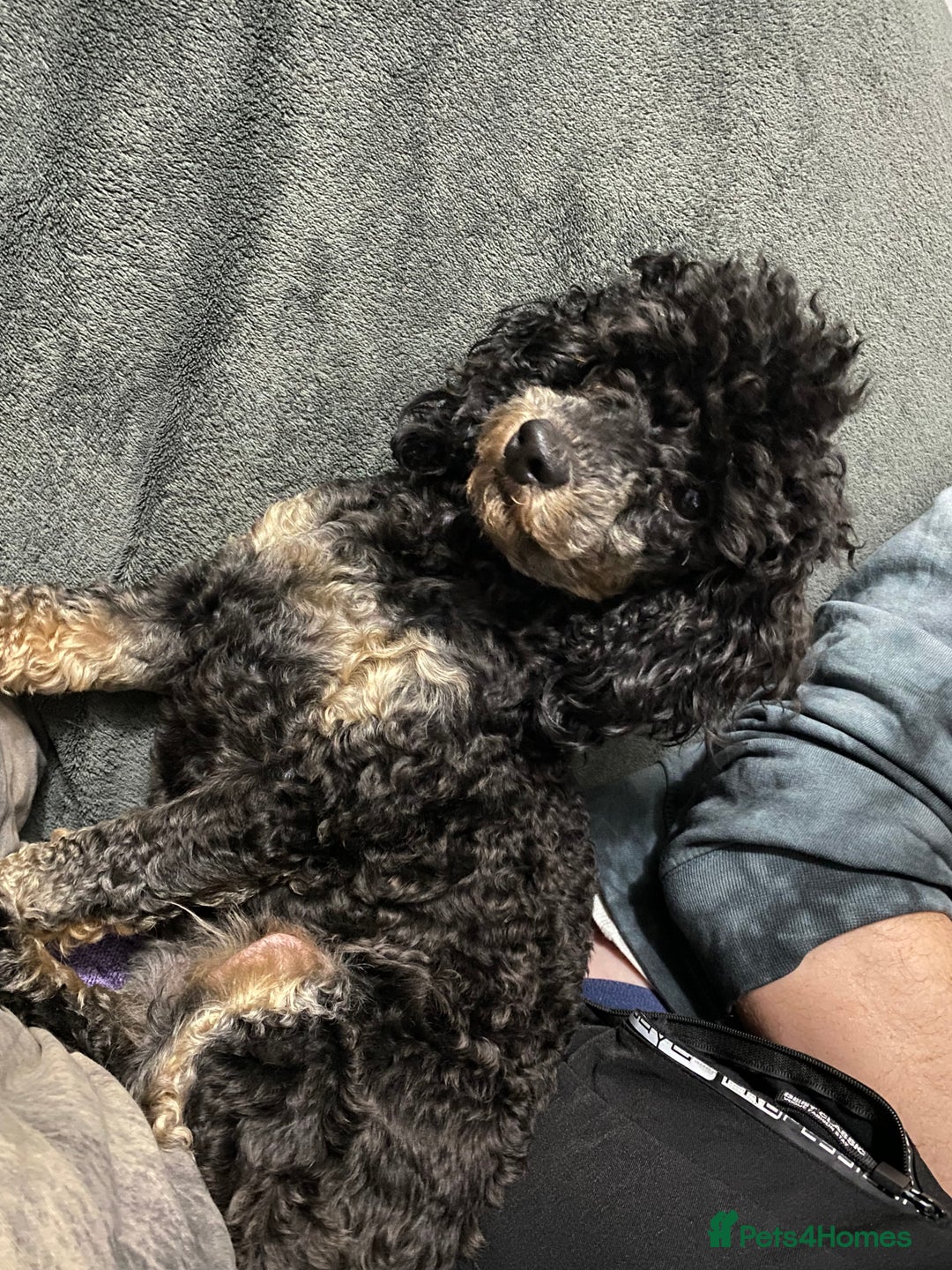Toy Poodle dogs for sale: Toy Poodle x1 Girl Pup  - Image 4