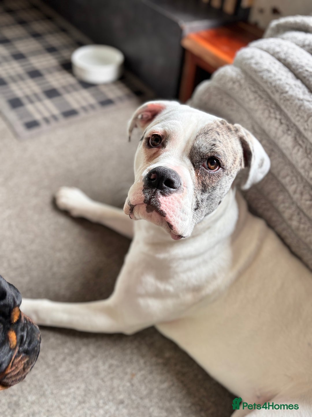 Mixed Breed dogs for sale: Dotty - Image 9