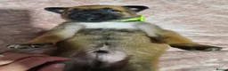 Belgian Shepherd Dog dogs for sale: Belgian malinois puppies  - Advert 4