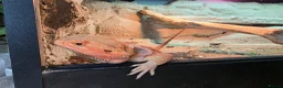 Bearded Dragon reptiles for sale: Bearded dragon  Male - Advert 3