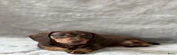 Miniature Dachshund dogs for sale: Chocolate and tan short haired mini dachshund  - Advert 11