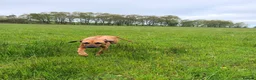 Rhodesian Ridgeback dogs for sale: Outstanding Rhodesian Ridgeback puppies in Darwen - Advert 1