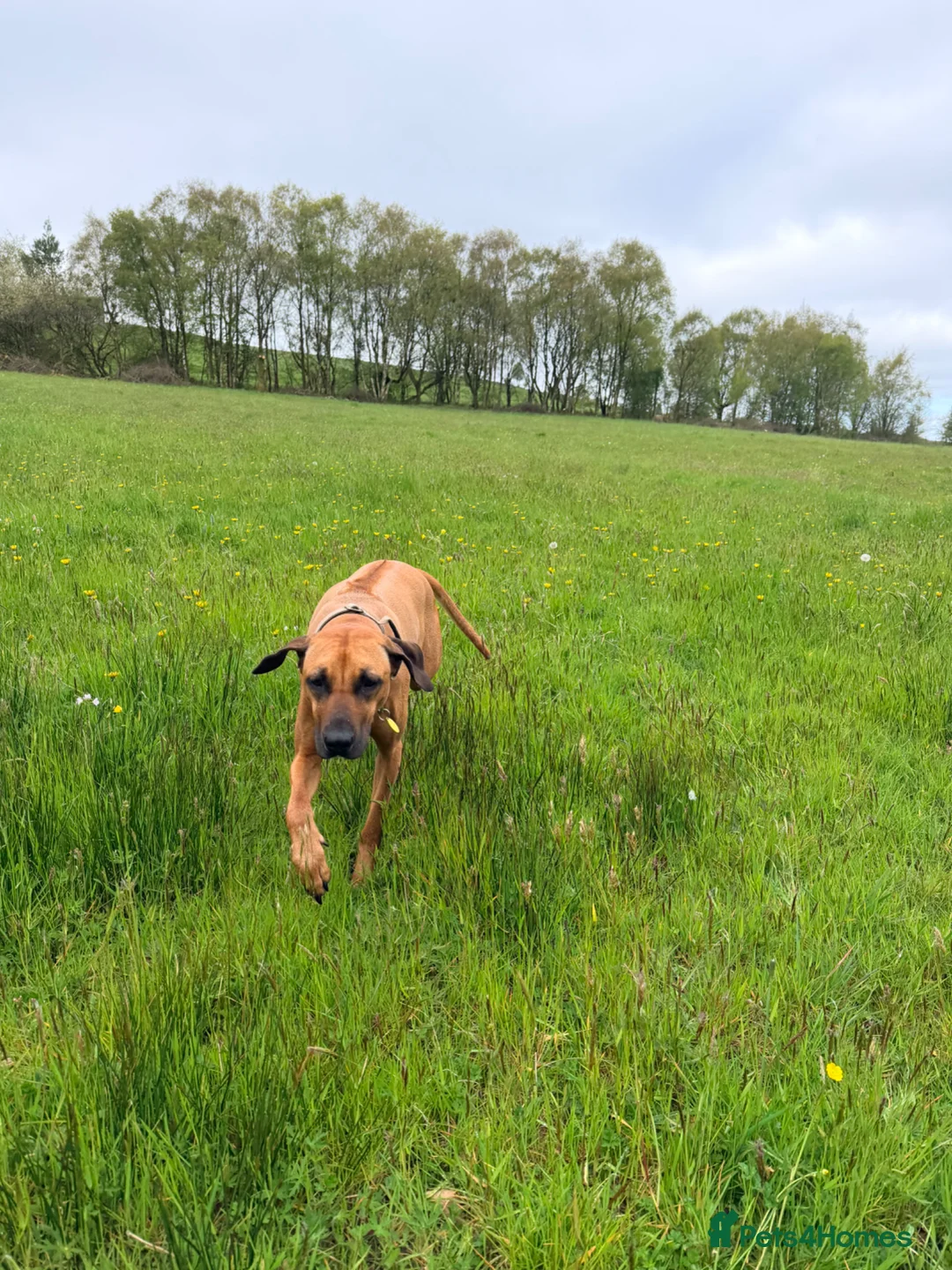 Rhodesian Ridgeback dogs for sale: Outstanding Rhodesian Ridgeback puppies in Darwen - Advert 1