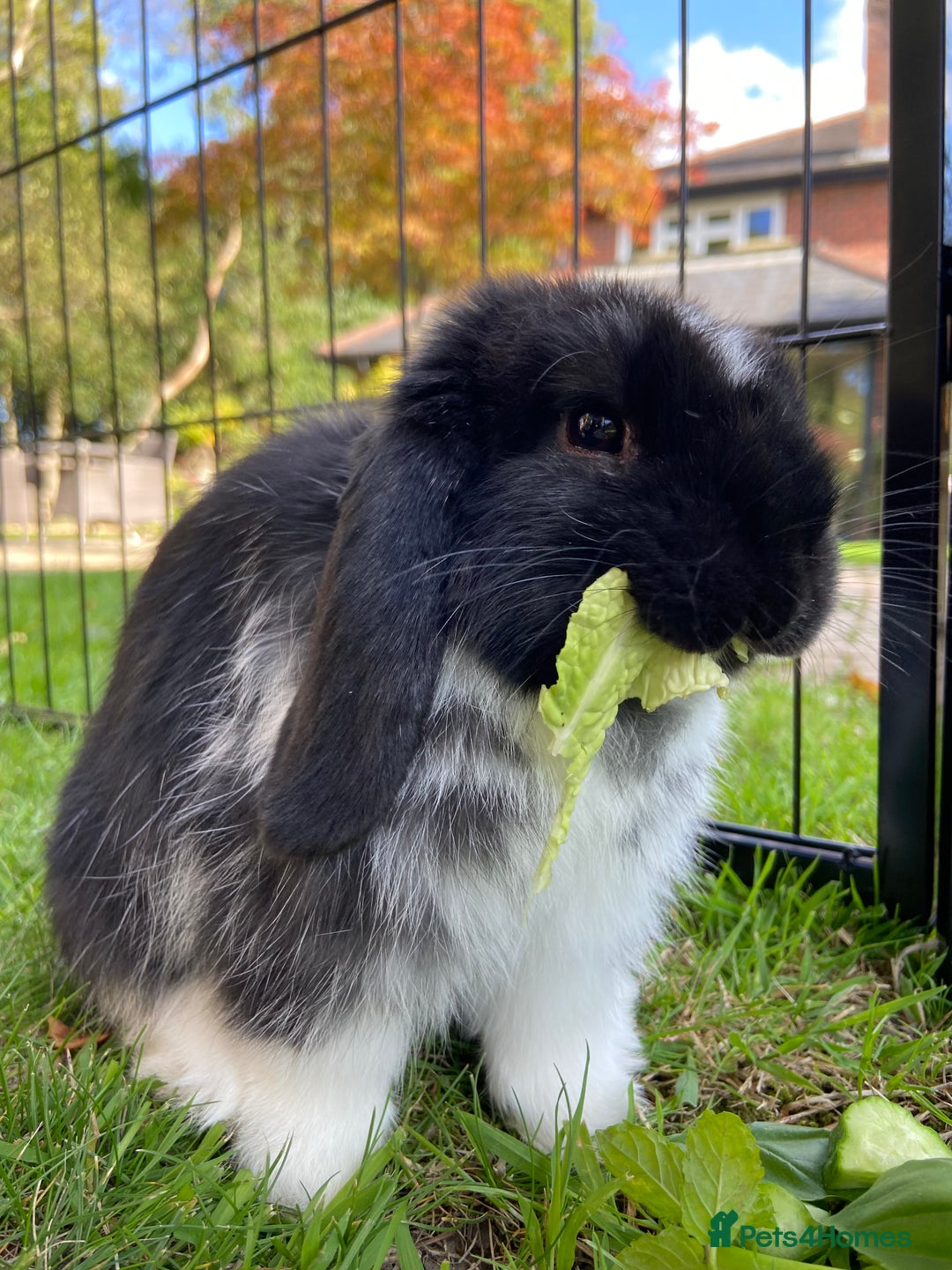 Mini Lop rabbits for sale: Mini Lop Rabbits Waitlist 2026 - Advert 11