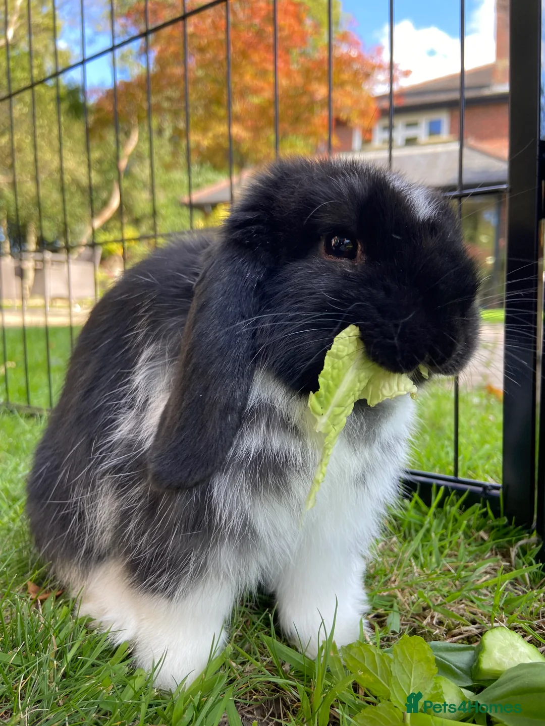 Mini Lop rabbits for sale: Mini Lop Rabbits Waitlist 2026 - Advert 16
