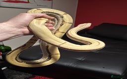 Boa Snake reptiles for sale: Super Albino Motley Boa Bwc - Image 8