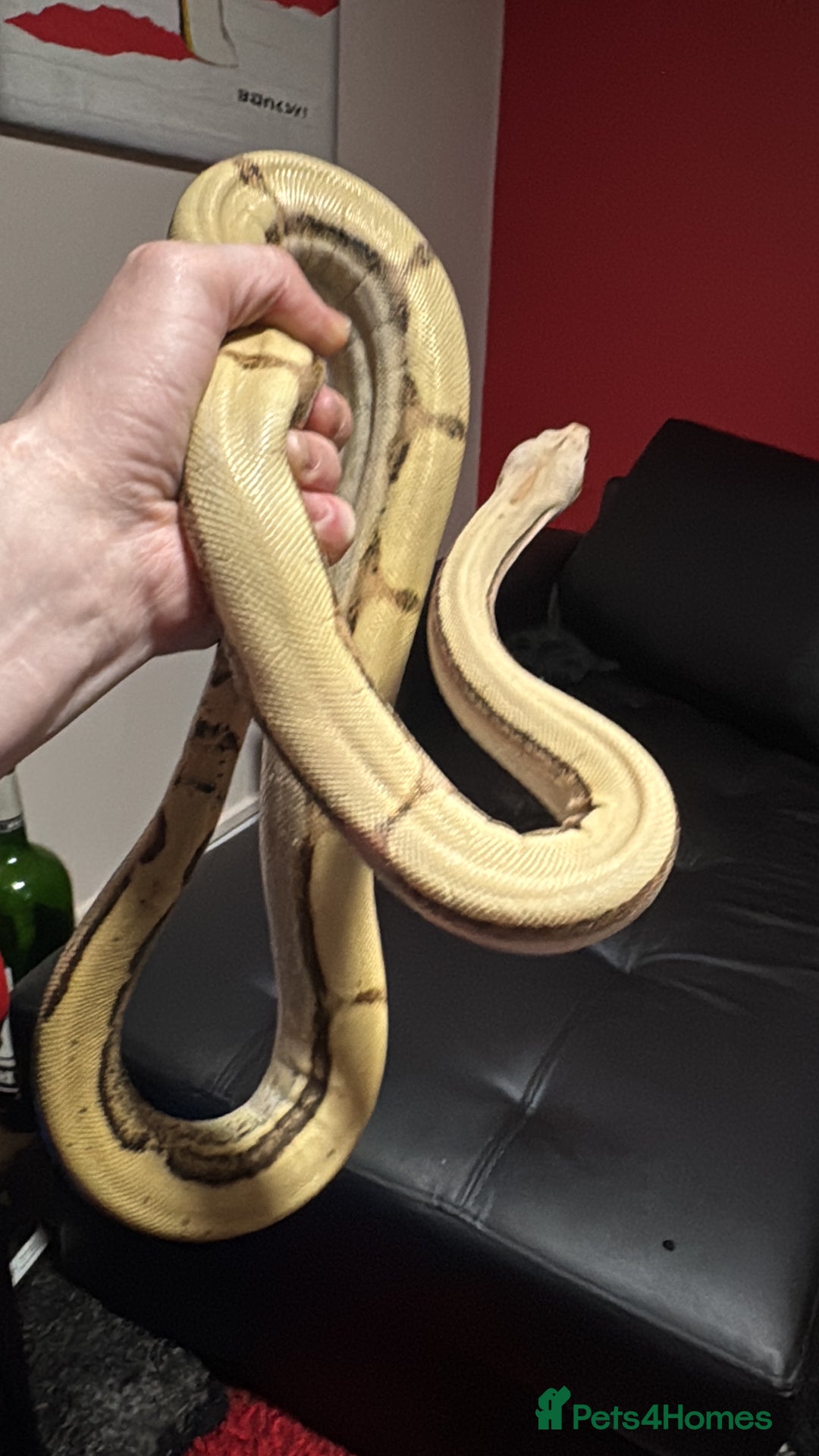 Boa Snake reptiles for sale: Super Albino Motley Boa Bwc - Image 8
